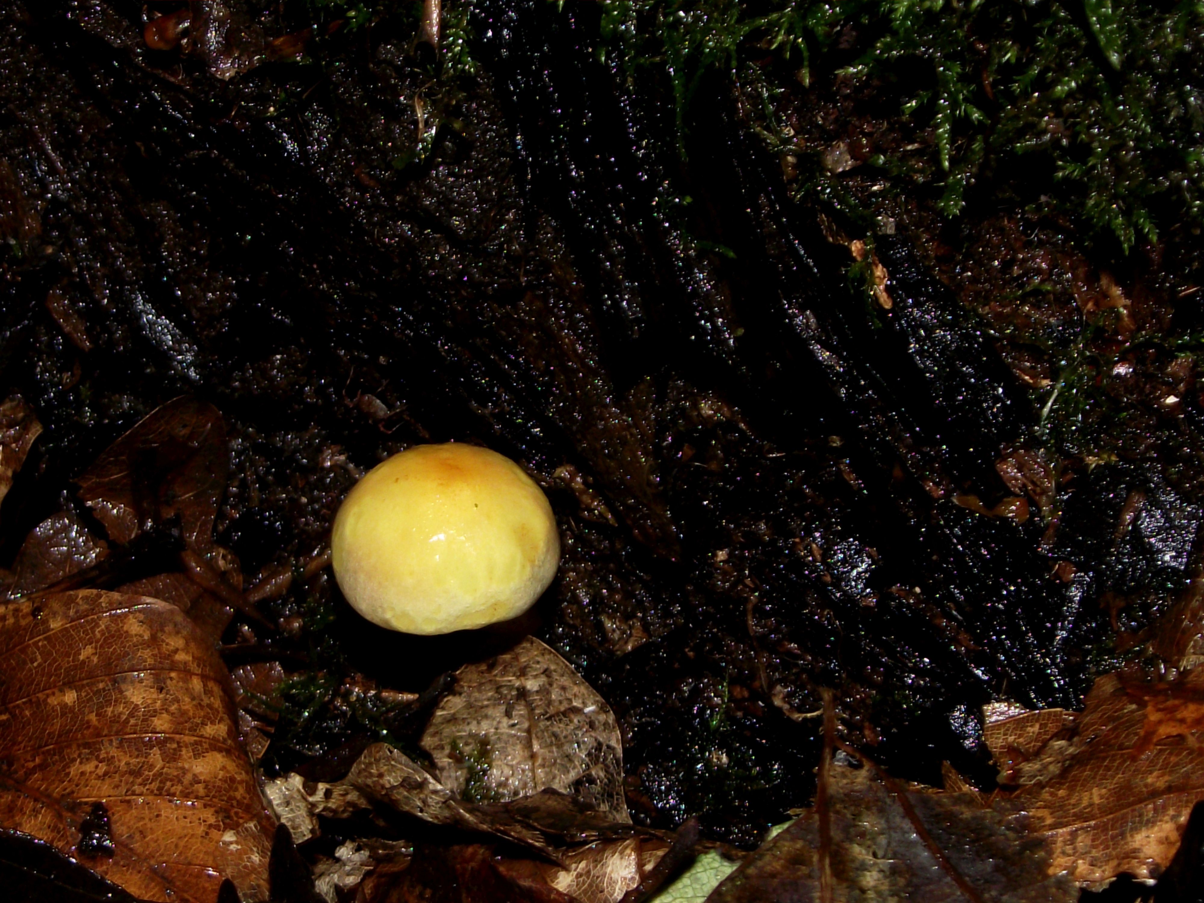 Grünblättriger Schwefelkopf